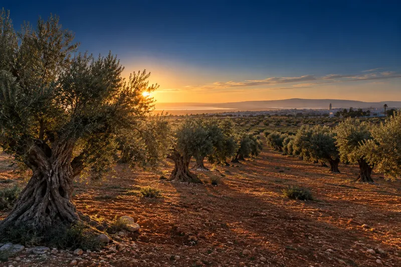 Oliveraie du centre de la Tunisie au lever du soleil.